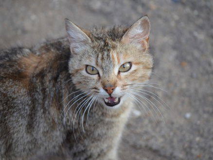 Friese zwerfkatten afschieten of castreren?