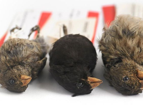 Twee eeuwen Nederlandse natuurhistorie