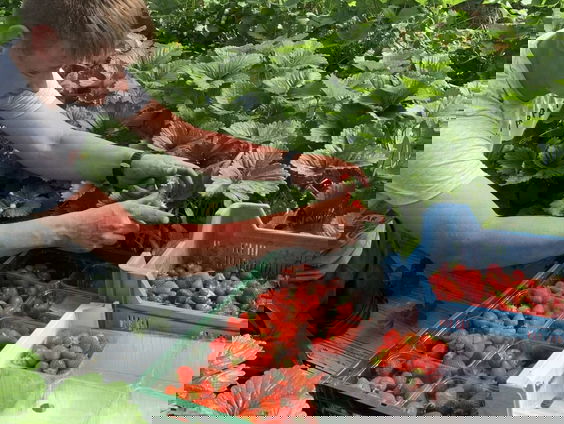 Nederlandse aardbei valt in de smaak