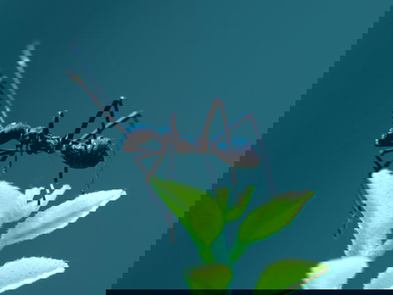 Hoe één gekke mier de wereld kan veranderen: het nieuwe boek van Arjan Postma