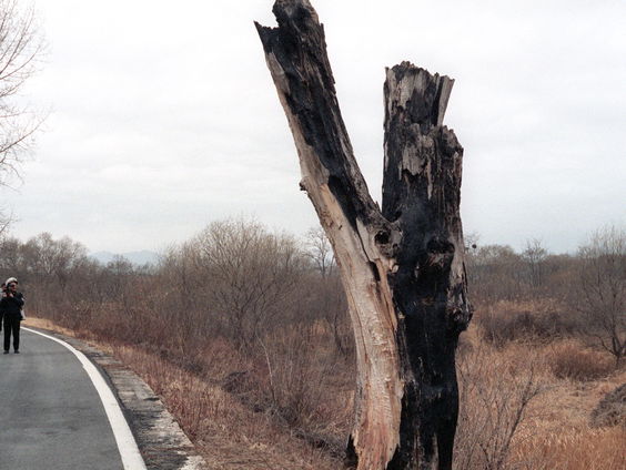 Waarom zorgde een populier voor zoveel spanning tussen Noord en Zuid Korea?