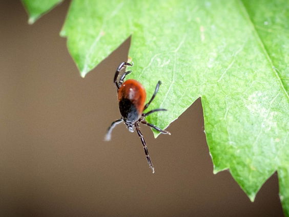 De Week van de Teek: met deze tips loop je geen risico