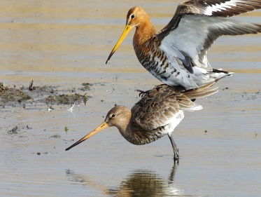 Scenario's voor weidevogels