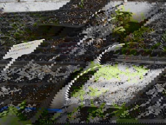 Gaan jouw moestuintjes ook altijd dood? Geen nood!