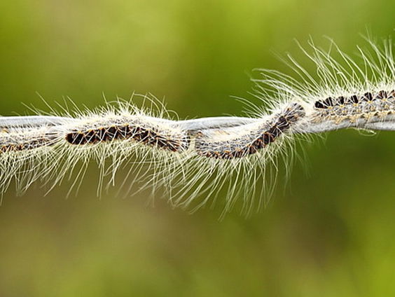 Boswachter Arjan Postma pleit voor overstromingsvlaktes in Nederland