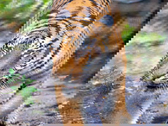 Tijgers in Leeuwarden