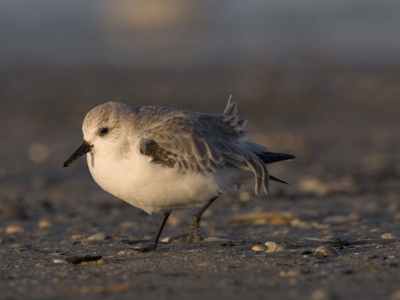 Vraagbaak: waarom waaien drieteenstrandlopers niet weg?