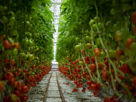 Waarom de NVWA niet wil dat tomatentelers hun eigen planten besmetten met een virus