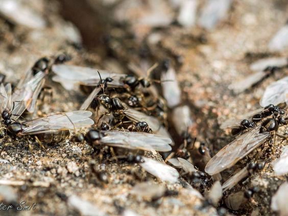 Bruidsvlucht van mieren
