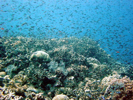 Is het Great Barrier Reef nog te redden?