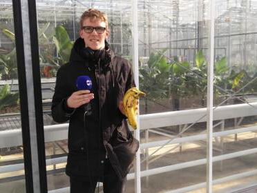 Help! De banaan is ziek!