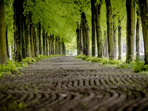 1 miljoen extra bomen in Nederland
