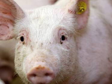 Dieren als orgaandonor. Hoe ver mogen we gaan?