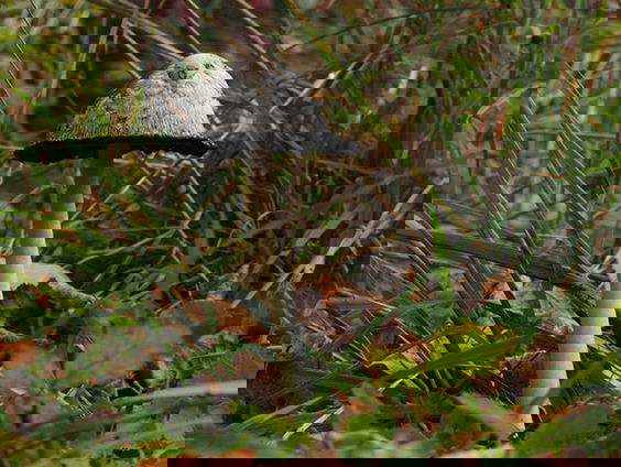 Fenolijn 3 oktober 2021