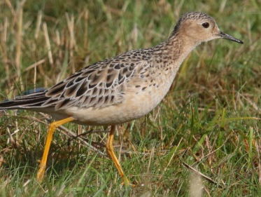Blonde ruiter op Texel