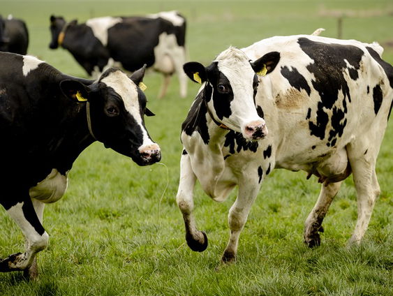 Dick Hordijk (CEO Agrifirm) over stikstof en boerenprotesten