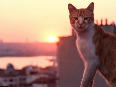 Wat je kunt leren van een kat