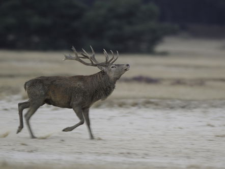 Manouk laat zich lokken door een geil hert bij het NK burlen