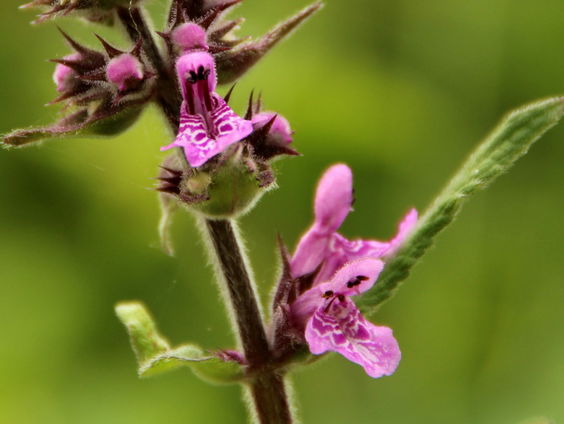 Grootste stinkers van Nederland: stinkende planten