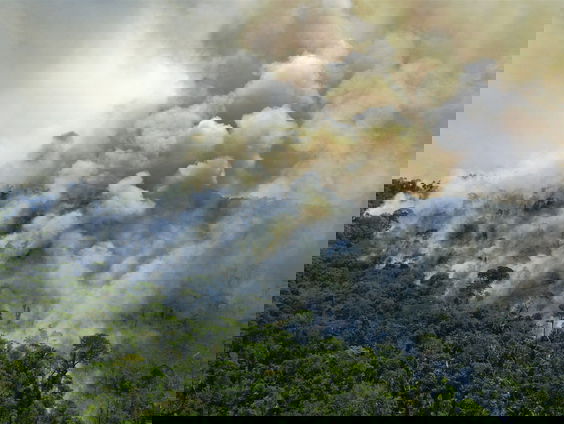 Brazilië gaat nog meer bos kappen