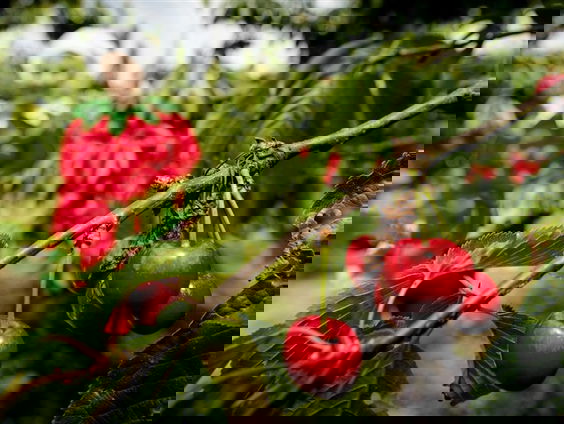 Kersenoogst mislukt door wateroverlast