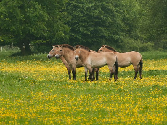 Hoe Nederlanders het przewalskipaard redden