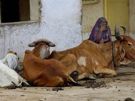 Reportage: milities ter bescherming van de koe