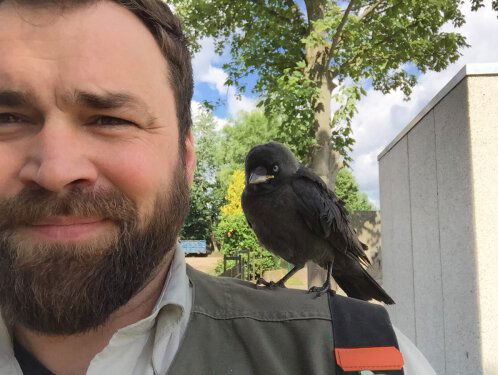 WNL Natuurmomenten: Boswachter Tim helpt gewonde kauw