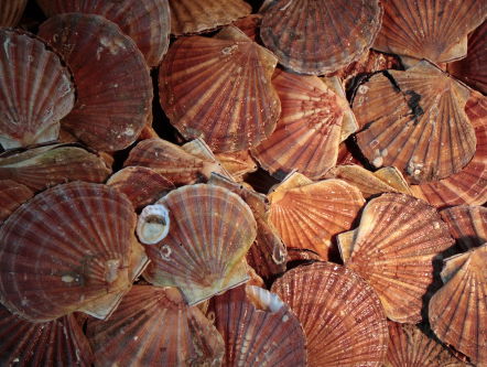 Akkoord na 'zeeslag' om schelpen voor Franse kust