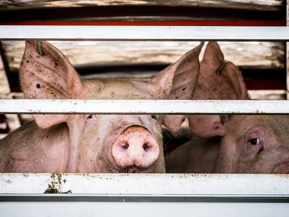 Feit of fictie: "zo lui als een varken"