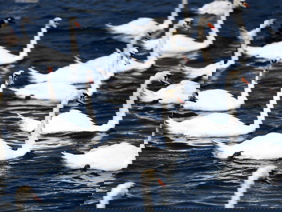 Zijn zwanen écht monogaam?