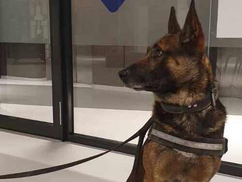 Terug in de tijd met politiehond Bumper