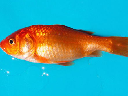 Een paar goudvissies maken toch niet uit?