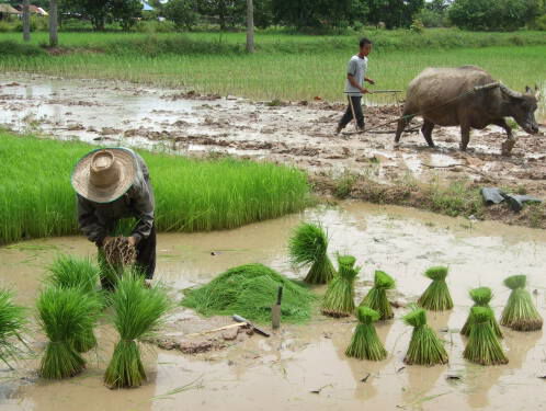 Hoe houden we onkruidrijst van de plantages?