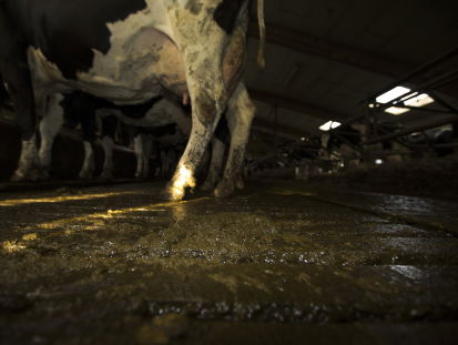 Kwaliteitskeurmerk moet mestfraude voorkomen