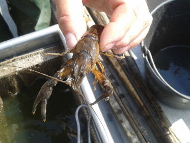 Wat doen we met de rivierkreeft?