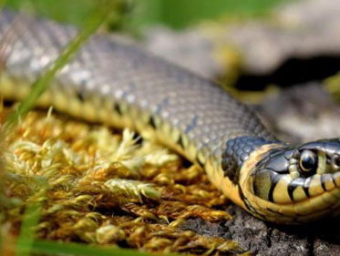 Europese waterslangen