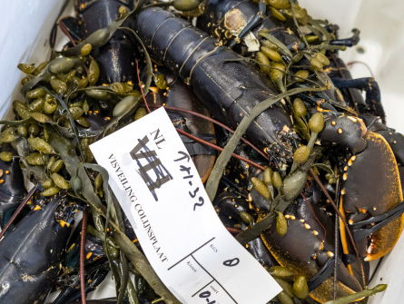 Officiële opening van kreeftenseizoen gaat niet door