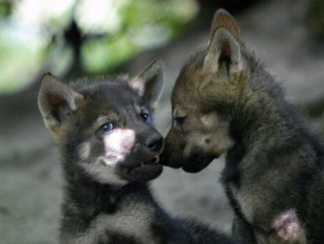 Schapen- en geitenhouders moeten stroomdraden plaatsen tegen wolven