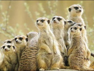 Dierentuin op school, hoe kan dat?