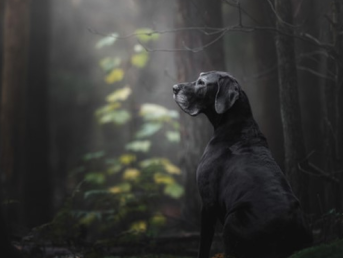 De beste hondenfotograaf van de wereld: Monica van der Maden