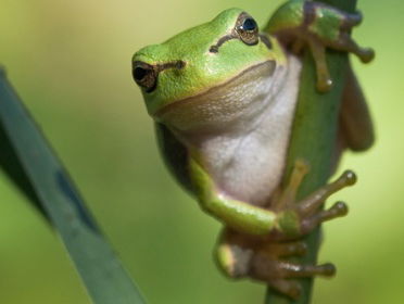 De boomkikker is terug in Brabant en dat is te danken aan de verbindingszone. Dat brengt boswachter Arjan Postma op ideeën