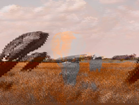 Auke-Florian Hiemstra over de tentoonstelling 'We Are Animals'