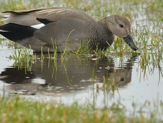 Oudste natuurverdrag bestaat 50 jaar