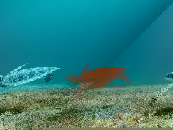 Koninklijk op de Eilanden: Klimaat