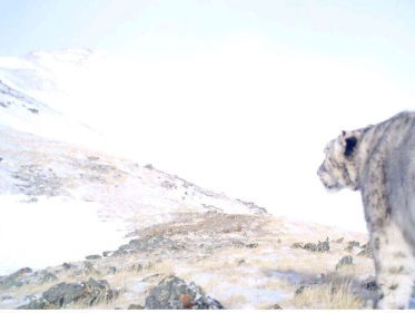 Onderzoek naar sneeuwluipaard