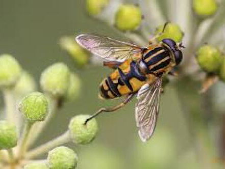 Steeds minder insecten en dat is geen goed nieuws