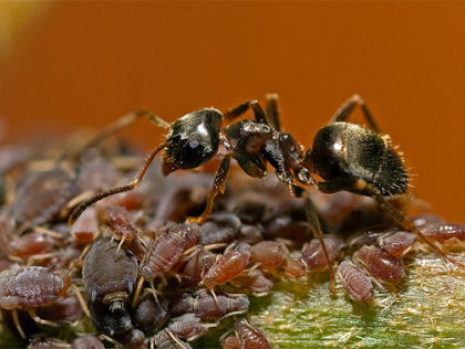 Vraagbaak: waarom tikken mieren elkaar aan?
