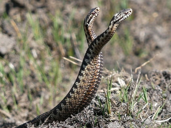 Gifslang onder de loep