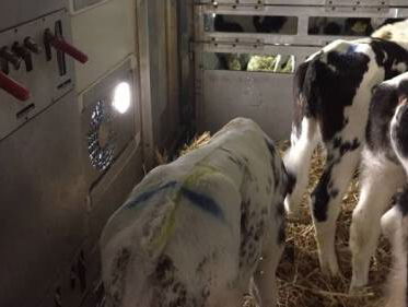 Schouten: boeren frauderen met registratie rundvee